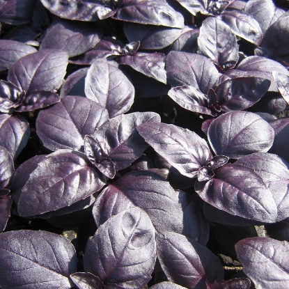 Picture of Basil Crimson King